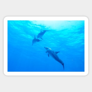 Dolphins swimming underwater Sticker